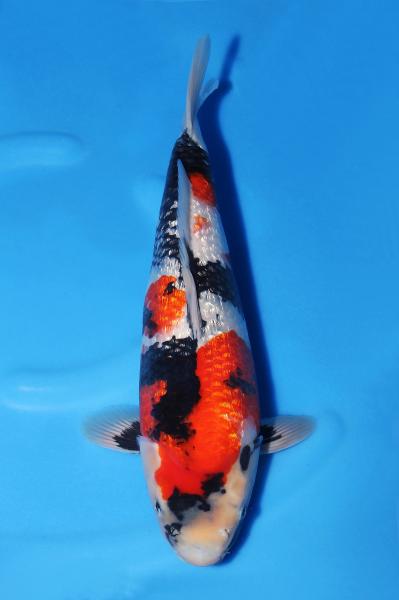 ハイクラス錦鯉 / 錦鯉通販販売【仙助】