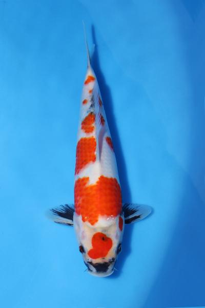 昭和　27㎝
