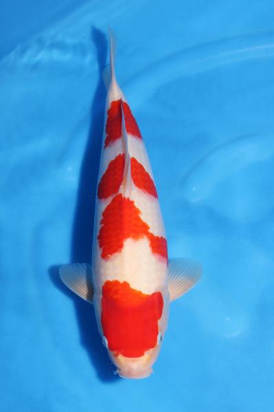 紅白♀　37㎝