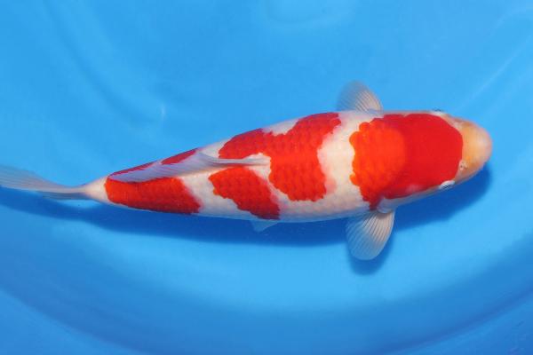 紅白♀　　37㎝