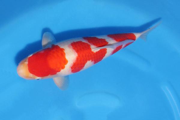 紅白♀　　37㎝
