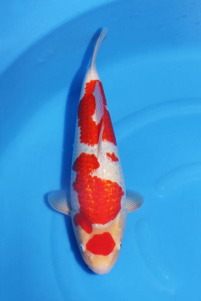 銀鱗紅白♀　　39㎝