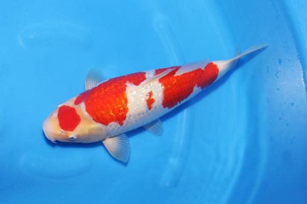 銀鱗紅白♀　　39㎝