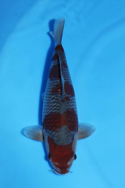 落ち葉♀　36㎝