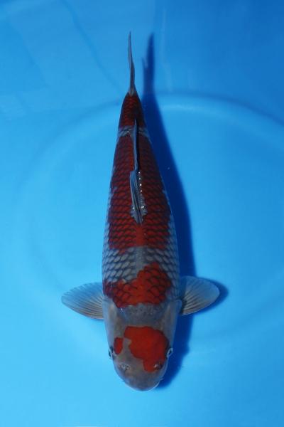 落ち葉♀　37㎝
