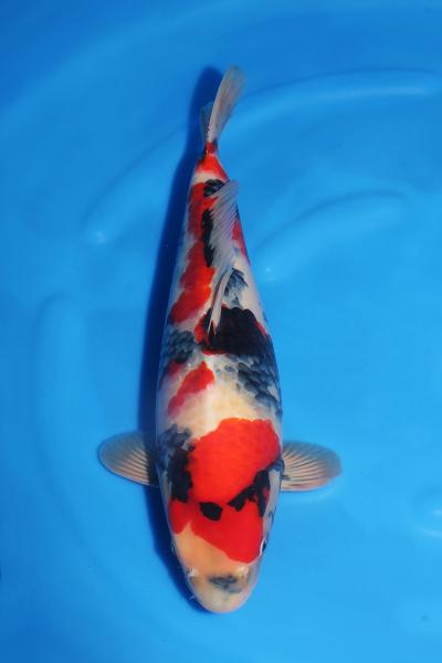 昭和♀　　48㎝