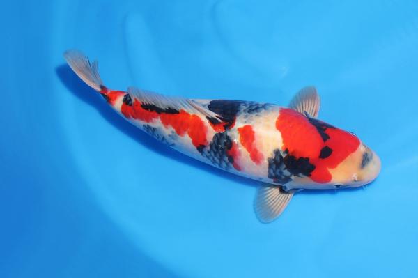 昭和♀　　48㎝