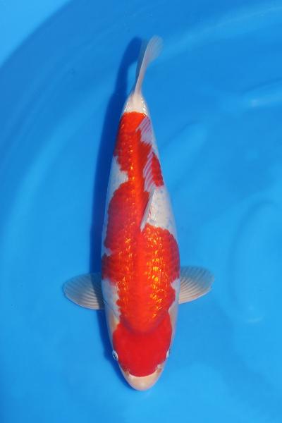 銀鱗紅白♀　　46㎝