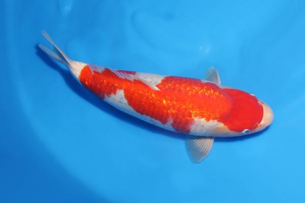 銀鱗紅白♀　　46㎝