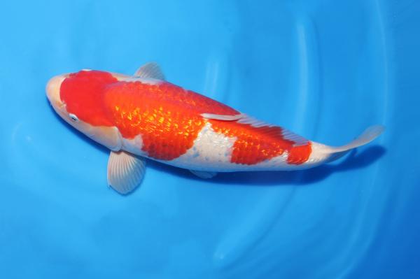 銀鱗紅白♀　　46㎝