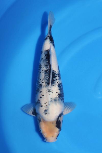 白写り♀　35㎝