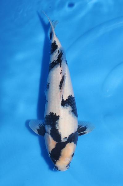 白写り♀　37㎝