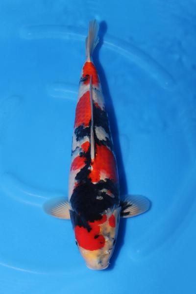 昭和♀　　43㎝