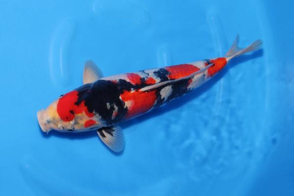 昭和♀　　43㎝