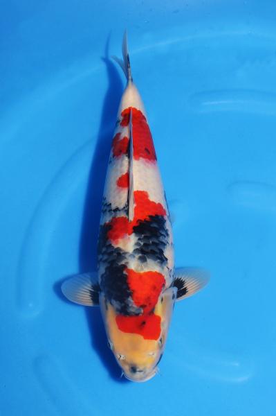 昭和♀　　40㎝