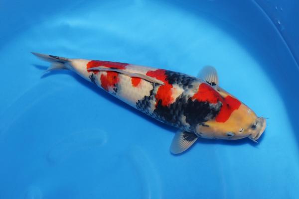 昭和♀　　40㎝