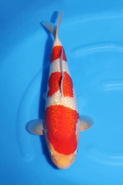 銀鱗紅白♀　　42㎝