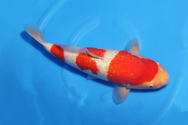 銀鱗紅白♀　　42㎝