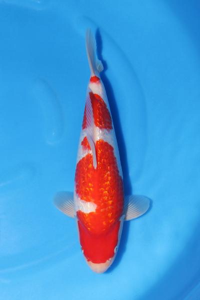 銀鱗紅白　　35㎝
