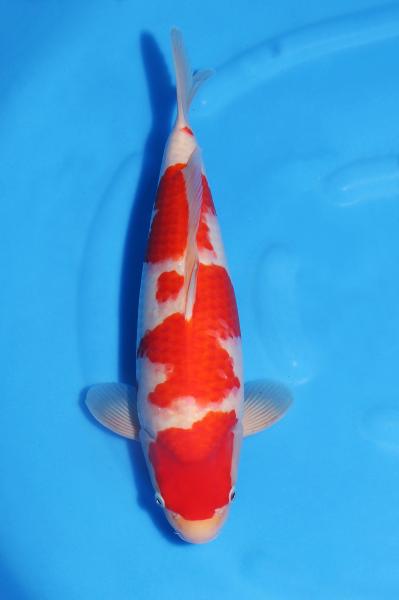 紅白♀　　37㎝