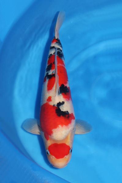 大正三色♀　　42㎝