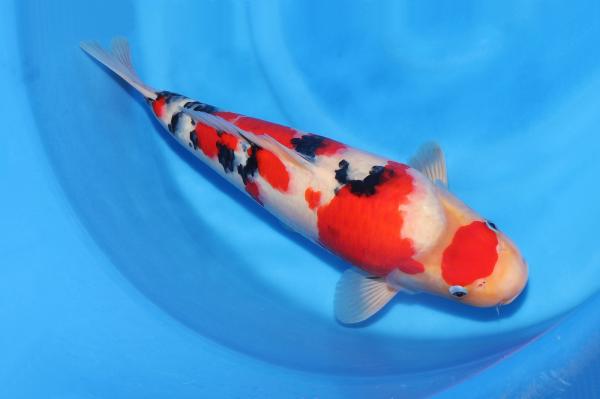 大正三色♀　　42㎝