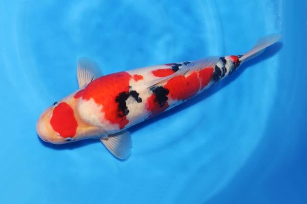 大正三色♀　　42㎝