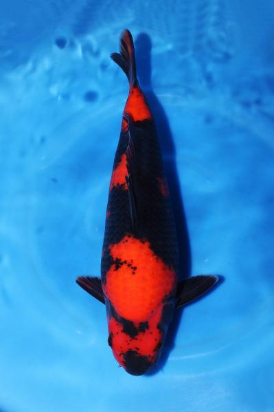 緋写り♀　41㎝