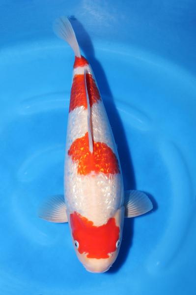 銀鱗紅白♀　42㎝