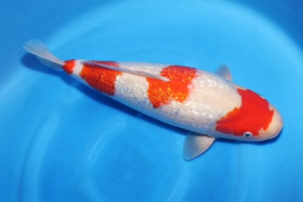 銀鱗紅白♀　42㎝
