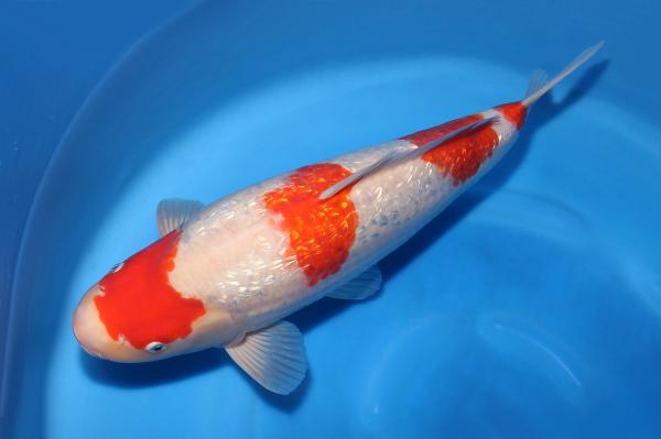 銀鱗紅白♀　42㎝