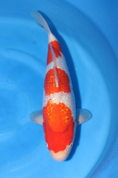 銀鱗紅白♀　42㎝