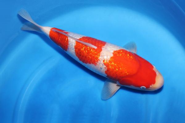銀鱗紅白♀　42㎝