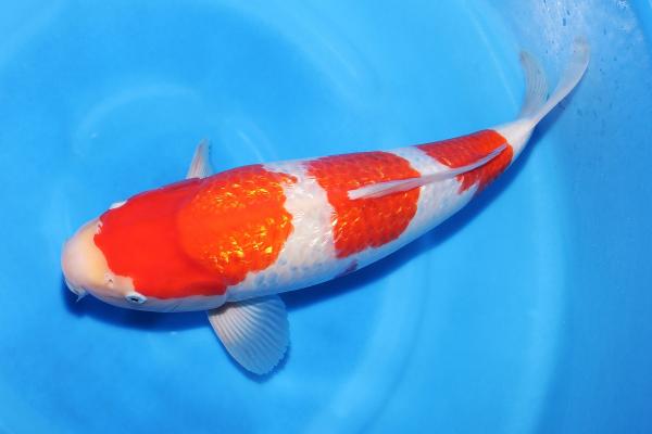 銀鱗紅白♀　42㎝