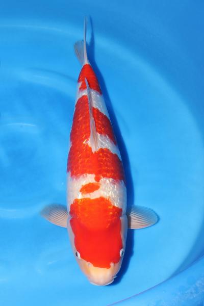 銀鱗紅白♀　45㎝