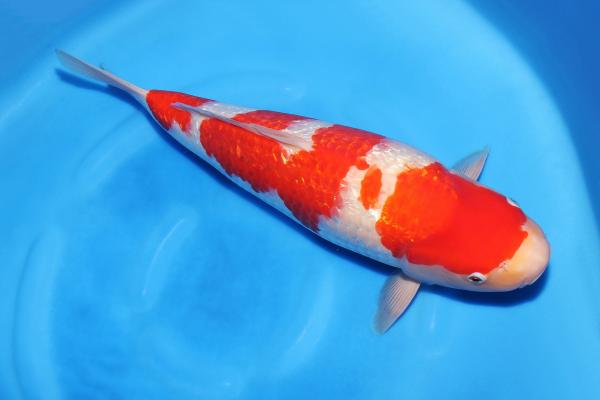 銀鱗紅白♀　45㎝