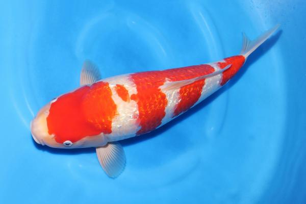 銀鱗紅白♀　45㎝