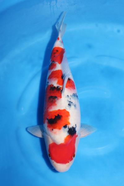 大正三色♀　41㎝