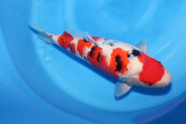 大正三色♀　41㎝