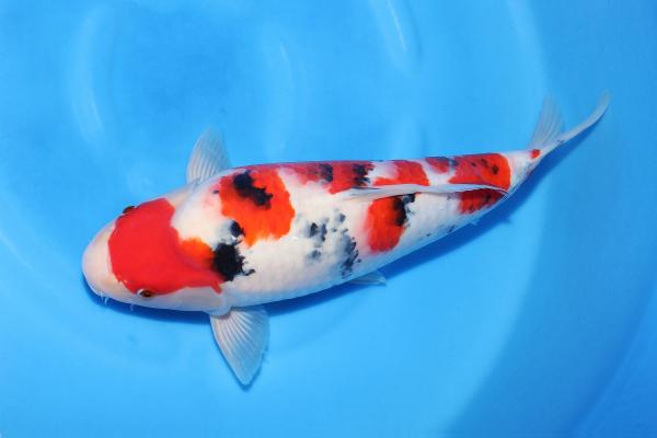 大正三色♀　41㎝