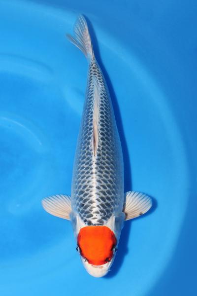 丹頂孔雀♀　42㎝