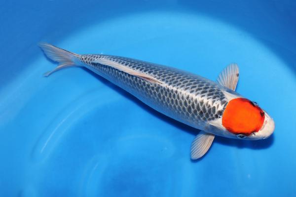 丹頂孔雀♀　42㎝