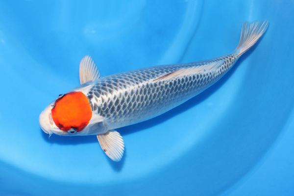 丹頂孔雀♀　42㎝