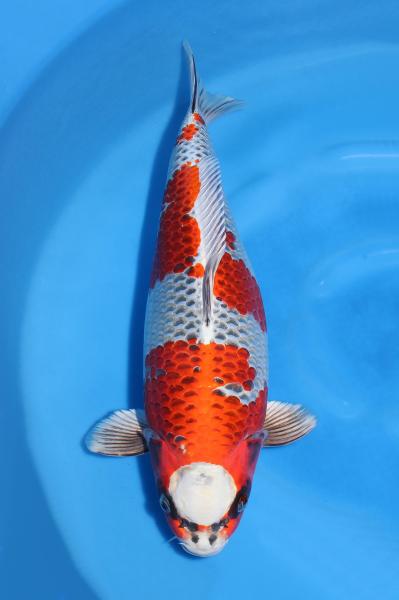 孔雀♀　43㎝