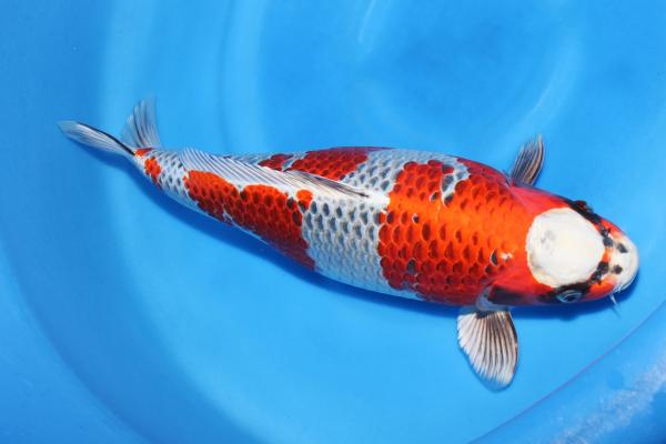 孔雀♀　43㎝