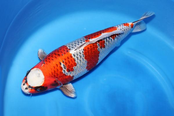 孔雀♀　43㎝