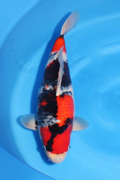 昭和♀　41㎝