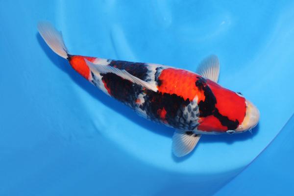 昭和♀　41㎝