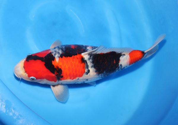 昭和♀　41㎝