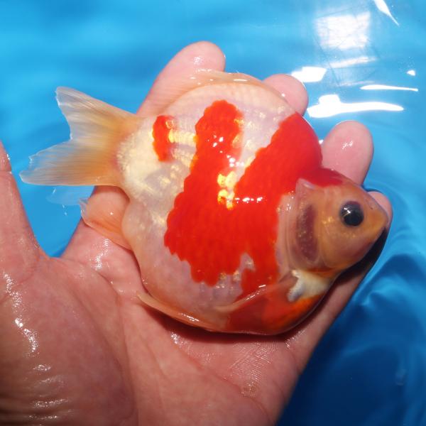 網目透明鱗♂　11㎝
